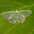 blotched emerald (Comibaena bajularia) Kenneth Noble